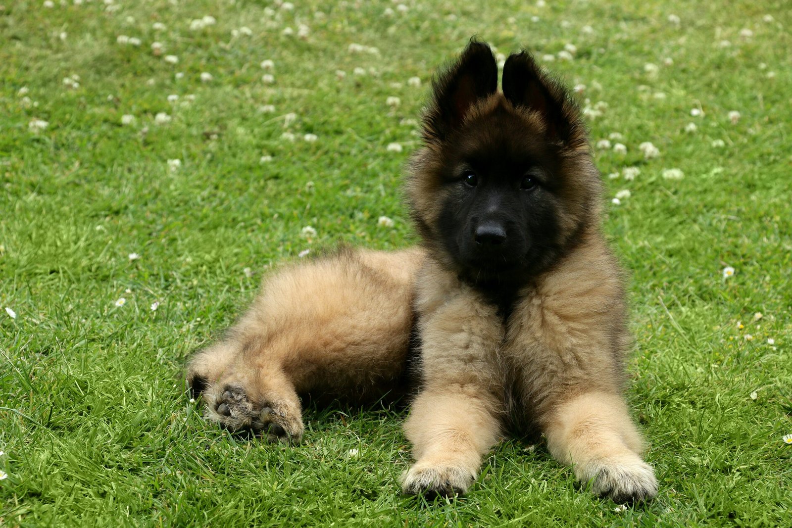 a dog holding a stuffed animal